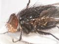 Calliphora vicina